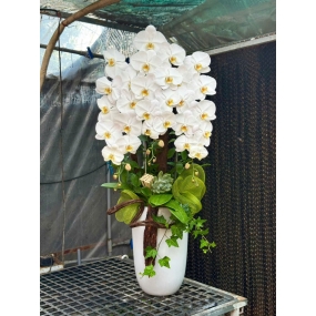 HỒ ĐIỆP TRẮNG MẪU 05/04/2025 | HỒ ĐIỆP ĐẸP SÀI GÒN 