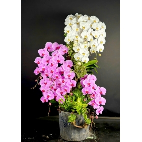 MẪU CAO CẤP 06/04/2025