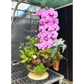 MẪU 06/04/2025 | HỒ ĐIỆP ĐẸP SÀI GÒN 