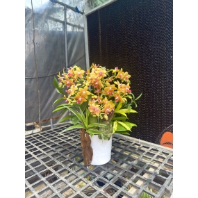 HỒ ĐIỆP VÀNG MẪU 05/04/2025| HỒ ĐIỆP ĐẸP SÀI GÒN 