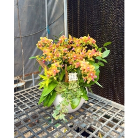 MẪU NGÀY 05/04/2025| HỒ ĐIỆP ĐẸP SÀI GÒN 