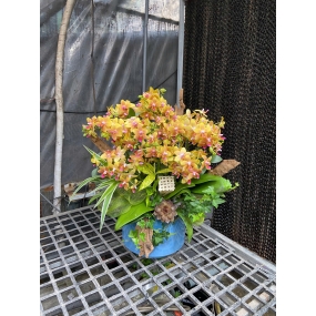 Mẫu 09/04/2025| HỒ ĐIỆP ĐẸP SÀI GÒN 