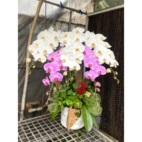 Mẫu ngày 07/04/2025 | HỒ ĐIỆP ĐẸP SÀI GÒN 