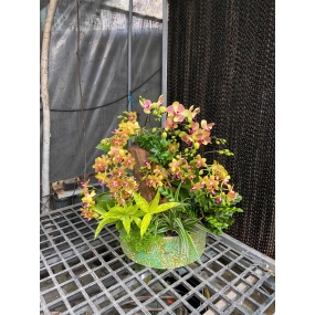 Mẫu 09/04/2025 | HỒ ĐIỆP ĐẸP SÀI GÒN 