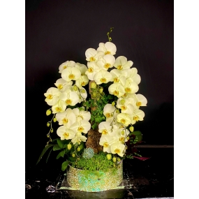 Mẫu hồ điệp vàng 07/04/2025| HỒ ĐIỆP ĐẸP SÀI GÒN 