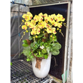 Mẫu hồ điệp vàng 09/04/2025| HỒ ĐIỆP ĐẸP SÀI GÒN 