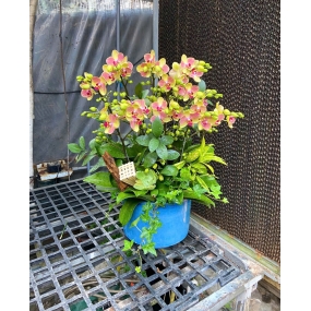 Mẫu ngày 07/04/2025| HỒ ĐIỆP ĐẸP SÀI GÒN 