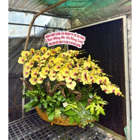 Cánh buồm 07/04/2025| HỒ ĐIỆP ĐẸP SÀI GÒN