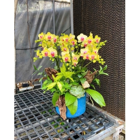 Mẫu ngày 07/04/2025 | HỒ ĐIỆP ĐẸP SÀI GÒN