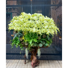 Mẫu CAO CẤP 11/04/2025 | HỒ ĐIỆP ĐẸP SÀI GÒN 