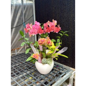 Hồ điệp mini 13/04/2025