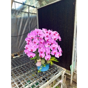 Hồ điệp tím hồng 13/04/2025