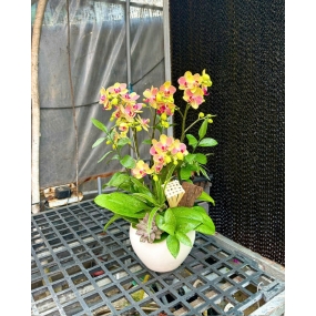 Hồ điệp cam vàng thơm mini 13/04/2025