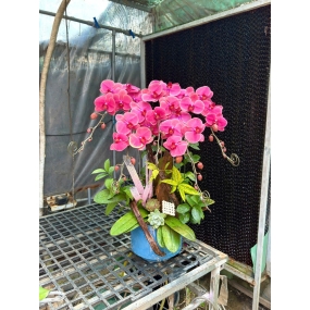 Hồ điệp hồng cam 13/04/2025