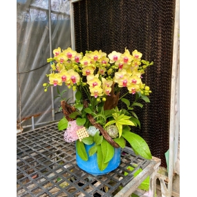 Hồ điệp mini vàng 6 cành 12/04/2025