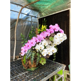 Hồ điệp ghép lũa 12/04/2025