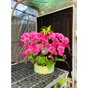 Hồ điệp cam trung tiểu cảnh 12/04/2025