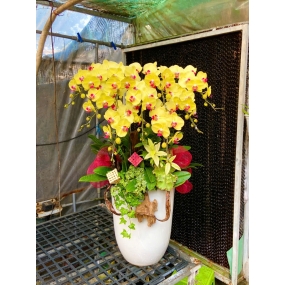 Hồ điệp vàng  cao 12/04/2025