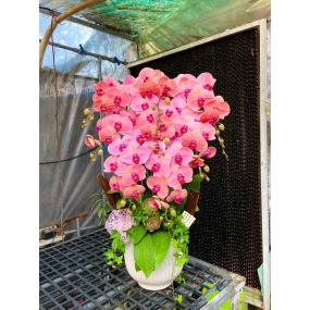 Hồ điệp cam sọc 13/04/2025