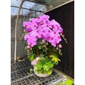 Hồ điệp tím hồng ngày 12/04/2025