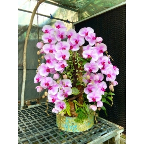 Hồ điệp trắng hồng tiểu cảnh 12/04/2025