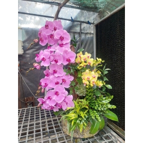 Tiểu cảnh Hồ Điệp 01 [14/04/2025]