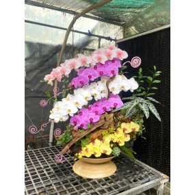 Hồ điệp tiểu cảnh (ms) 14/04/2025