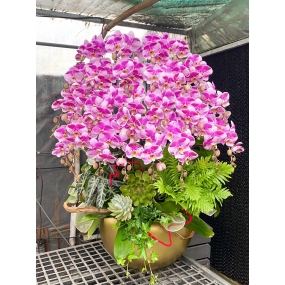 Hồ điệp hồng đột biến  25 hoa (14/04/2025)