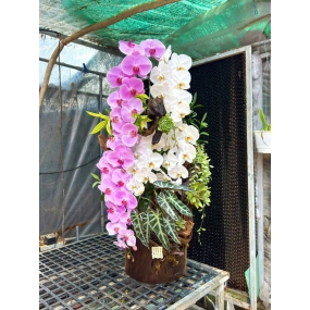 Hồ điệp tiểu cảnh 14/04/2025