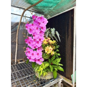 Hồ điệp tím lục bình phối cảnh 14/04/2025