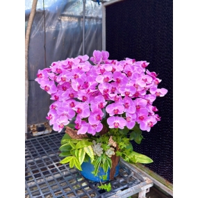 Hồ điệp tím nhụy đỏ mẫu 18/04/2025