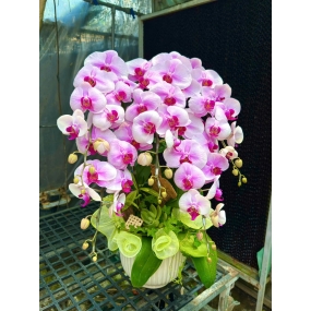 Hồ điệp hồng mỹ nhân 18/04/2025| HỒ ĐIỆP HỒNG MỸ NHÂN SÀI GÒN