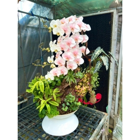 Hồ điệp trắng tiểu cảnh lũa 18/04/25