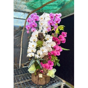 Hồ điệp phối 3 màu trắng hồng tím 18/04/2025