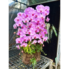 Hồ điệp tím lục bình tiểu cảnh 18/04/25