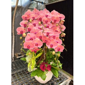 Hồ điệp cam sọc mẫu 18/04/2025