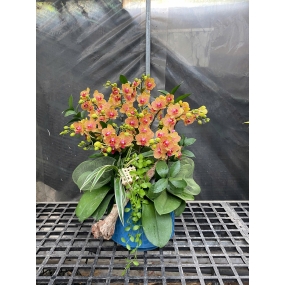 Hồ điệp mini ngày 18/05/25