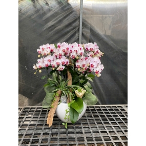 Hồ điệp mini hồng mẫu 18/05/25