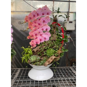 Hồ điệp ghép lũa 18/05/25