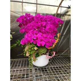 Hồ điệp tím full hoa 18/05/25