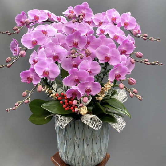 HỒ ĐIỆP HỒNG 