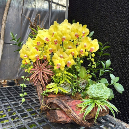 Hồ điệp tiểu cảnh 27/05/2025