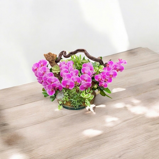 Các mẫu Hồ điệp để bàn 