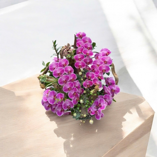 Các mẫu Hồ điệp để bàn 