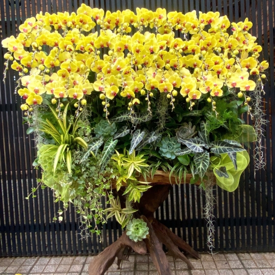 Mẫu hồ điệp hội nghị lũa cao cấp | ĐẶT HOA HỒ ĐIỆP SÀI GÒN 