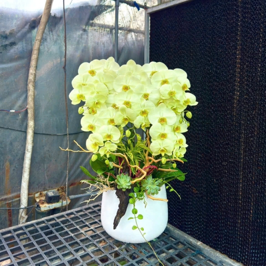 Hồ điệp vàng chanh chậu sứ, sen đá | ĐẶT HOA HỒ ĐIỆP SÀI GÒN 