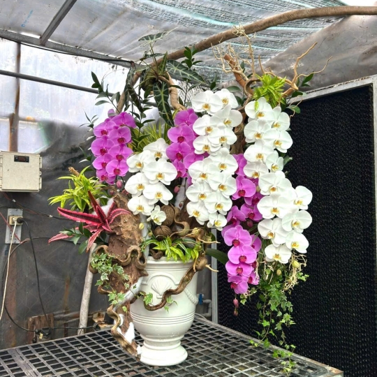 10 cành hồ điệp trắng, tím phối tiểu cảnh lũa, môn quan âm, dúa hồng phụng, cỏ lan chi, chậu sứ trắng