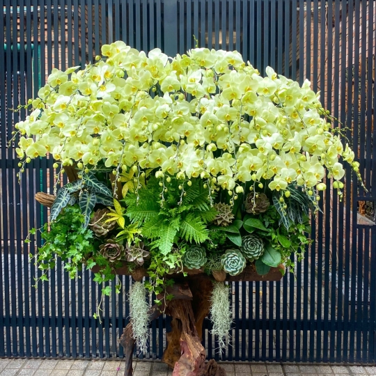 Mẫu CAO CẤP 11/04/2025 | HỒ ĐIỆP ĐẸP SÀI GÒN 