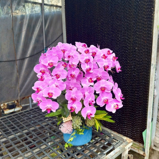 Hồ điệp tím hồng 13/04/2025