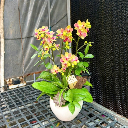 Hồ điệp cam vàng thơm mini 13/04/2025